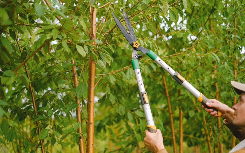 Tree trimming in Mesopotamia, OH