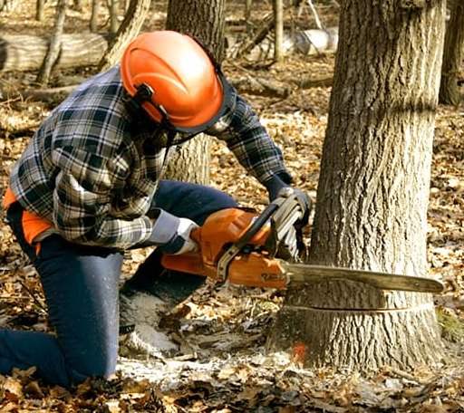 Tree Removal in Mesopotamia, OH